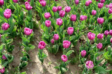 Parlak laleler, bahar manzara