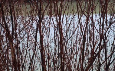 Ağaçların yaprakları, gökyüzüne karşı siluet olmadan