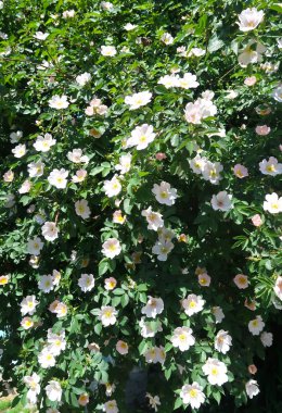 Dogrose bahar peyzaj çiçek