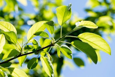 Gökyüzüne karşı yeşil yapraklar