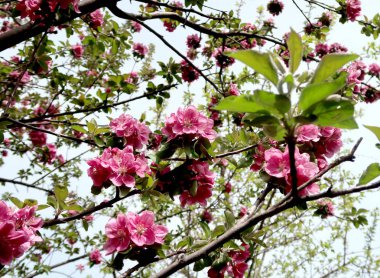 Pembe çiçekler elma, bahar