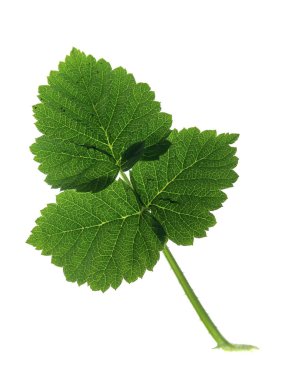 Beyaz arkaplanda yeşil yaprak izole edildi