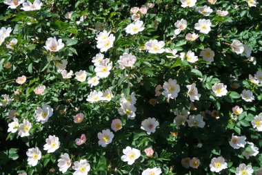 Dogrose bahar peyzaj çiçek