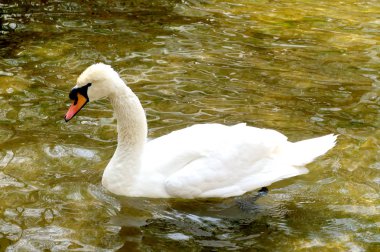 Beyaz Kuğu suya temizlenir