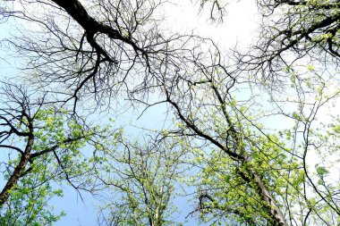Ağaç bahar dalları aşağıdan gökyüzüne görüntüle