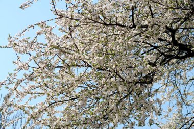 Meyve ağaçları, beyaz çiçek çiçeklenme