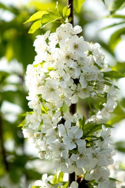 Kiraz çiçeği ağaç, bahar