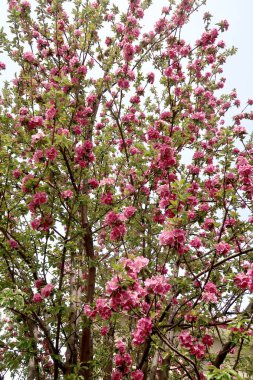 Pembe çiçekler elma, bahar