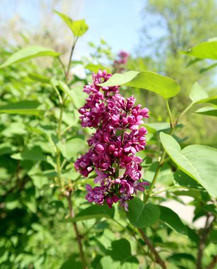 Leylak, çiçekler bahar