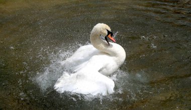 Beyaz Kuğu suya temizlenir
