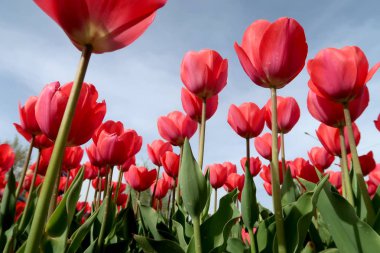 Gökyüzü, Çiçek Lale görüntülemek aşağıdan