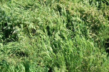 Yeşil çim kulakları arka plan