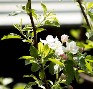 Kiraz çiçeği ağaç, bahar