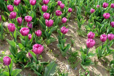 Parlak laleler, bahar manzara