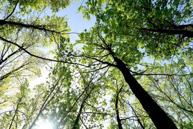 Gökyüzüne aşağıdan görünümünde ağaçlarının dalları