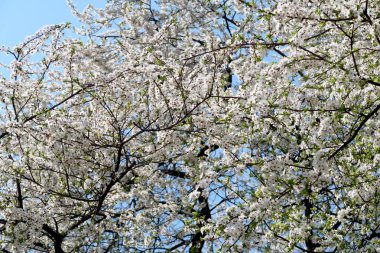 Meyve ağaçları, beyaz çiçek çiçeklenme