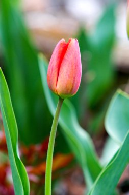 Lale çiçek görünümü Kapat