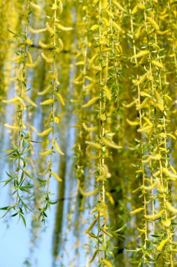 Söğüt ağacı çiçek