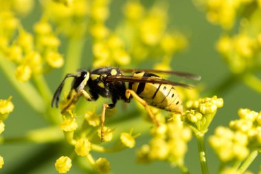 WASP sarı bir çiçek üzerinde Kapat