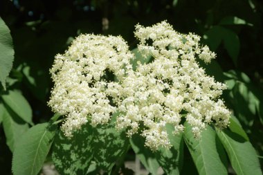 Bir çok küçük beyaz çiçekler