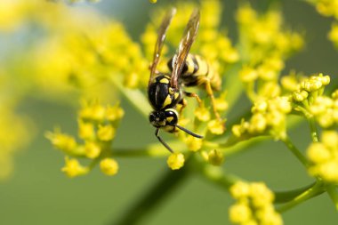 WASP sarı bir çiçek üzerinde Kapat