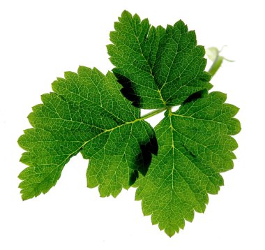 Beyaz arkaplanda yeşil yaprak izole edildi