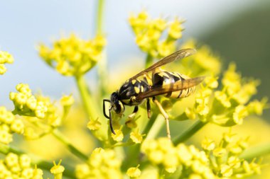 WASP sarı bir çiçek üzerinde Kapat