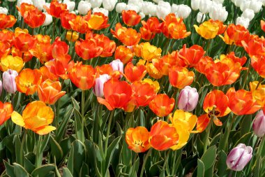 Bahar manzara, Çiçek Lale