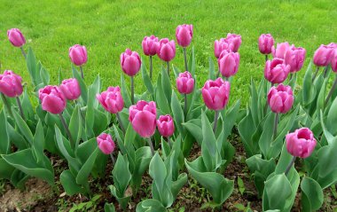 Mor laleler, yeşil çim