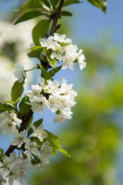 Kiraz çiçeği ağaç, bahar