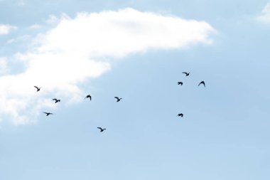 Gökyüzüne karşı uçan güvercin akın