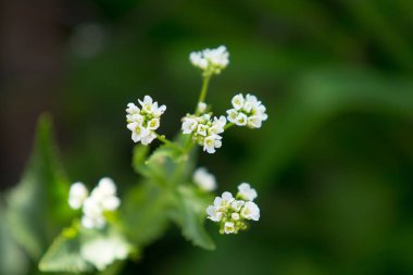 Çiçek dogrose, bahar