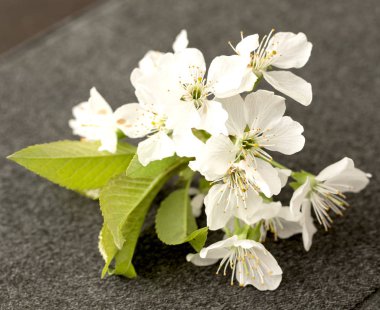 elma ağacı çiçekleri izole