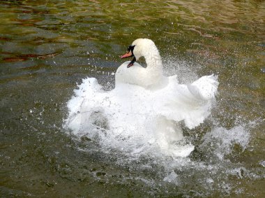 Beyaz Kuğu suya temizlenir