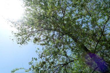 Gökyüzüne aşağıdan görünümünde ağaçlarının dalları