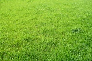 Yeşil çim bitkileri, arka plan