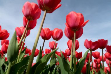 Gökyüzü, Çiçek Lale görüntülemek aşağıdan