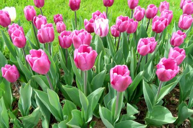 Mor laleler, yeşil çim