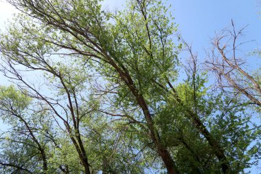 Gökyüzüne aşağıdan görünümünde ağaçlarının dalları