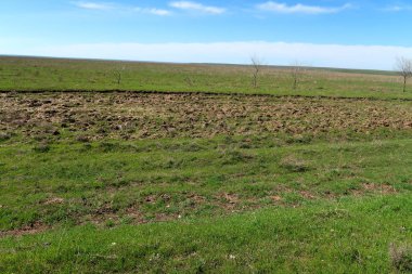 Yeşil çayır çimen ekilebilir, bahar