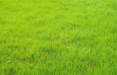 Yeşil çim bitkileri, arka plan