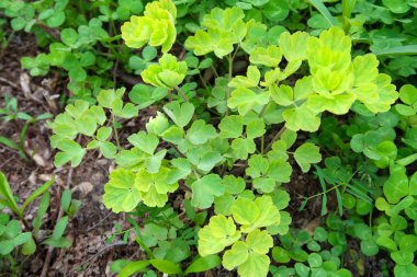 Parlak yeşil yonca arka plan