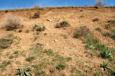 Yeşil bozkır hills, doğal arka plan.