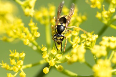 WASP sarı bir çiçek üzerinde Kapat