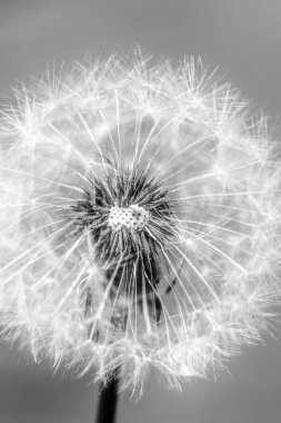 Karahindiba siyah ve beyaz arka plan