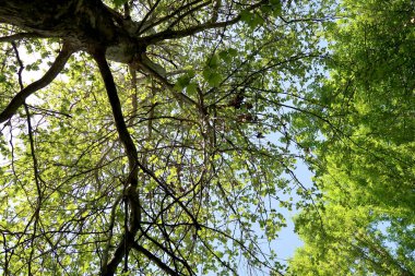 Gökyüzüne aşağıdan görünümünde ağaçlarının dalları
