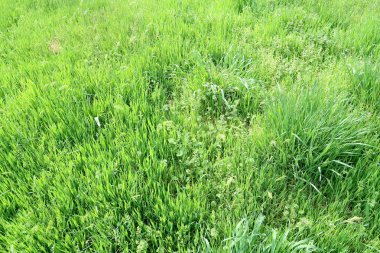 Sulu yeşil çim arka plan