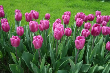 Mor laleler, yeşil çim