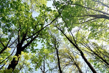 Gökyüzüne aşağıdan görünümünde ağaçlarının dalları