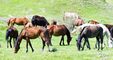 Bir bahar çayır ata